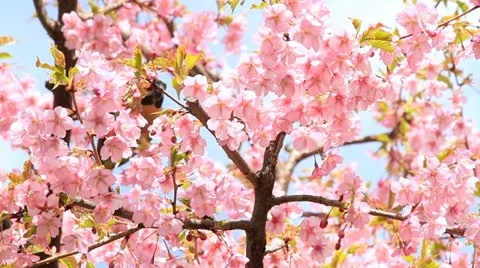 Birds on the branch pink cherry blossoms. Stock Footage