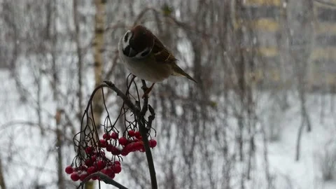 Birds on a branch in a snowfall. 스톡 동영상 166435744