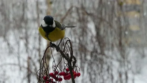 Birds on a branch in a snowfall 스톡 동영상 166435761