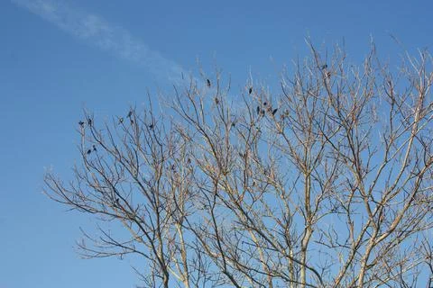Birds on branches of a dead tree. Stock Photos