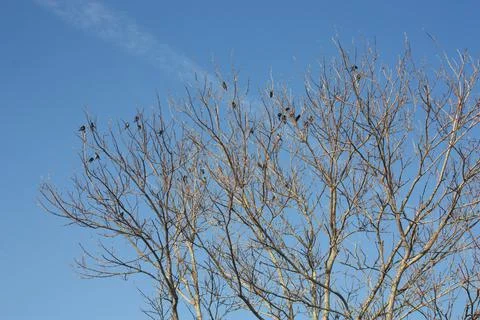 Birds on branches of a dead tree. Stock Photos
