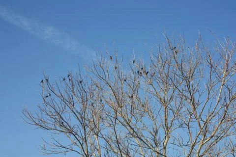 Birds on branches of a dead tree. Stock Photos