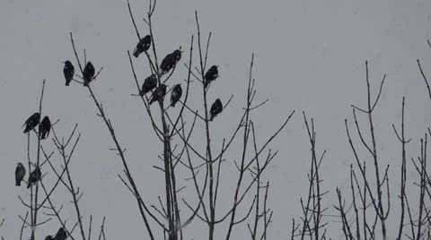 Birds on Branches Vidéo 22555664