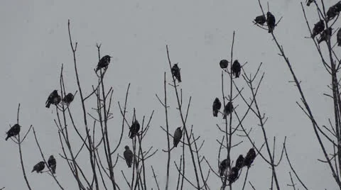 Birds on Branches Vídeo Stock 22558213