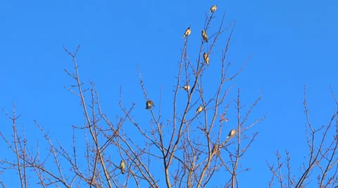 Birds in Branches Stock Footage 35721858
