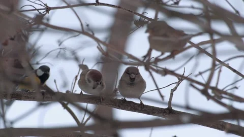 Birds-on-branches 動画素材 144315628
