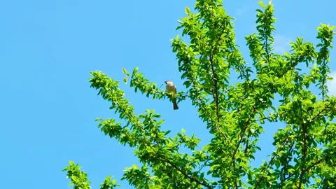 Birds on Branches Stock Footage 292718028