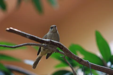 Birds in the branches. Stock Photos
