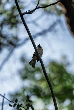 Birds on the branches Stock Photos
