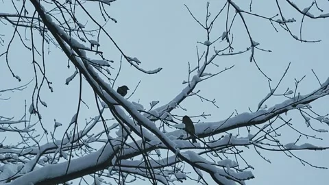 Birds on the branches of a tree Stock Footage 326499740