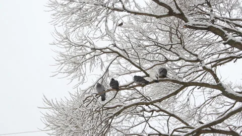 Birds on the branches of a tree in a park in the winter. Stock Footage 87500056