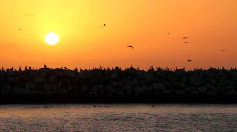 Birds on The Breakwater Stock Footage 38034495