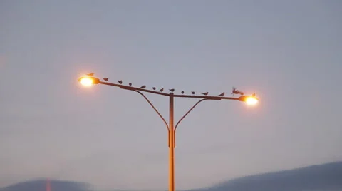 Birds on a bridge Stock Footage 61966336