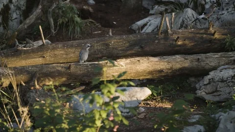 Birds on a broken tree Stockbeeldmateriaal 92408710