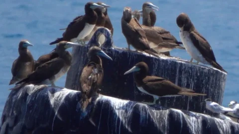 Birds on a Buoy Stock Footage 70499773