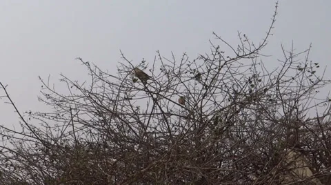 Birds on the bush 스톡 동영상 35520063