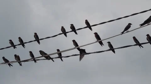 Birds on the Cable Stock Footage 233139746