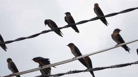 Birds on the Cable Stock Footage 233139898