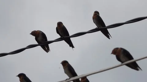 Birds on the Cable Stock Footage 233139899