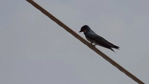 Birds on the Cable Stock Footage 233139917