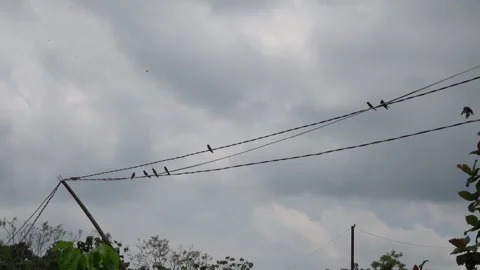 Birds on the Cable Stock Footage 233140197