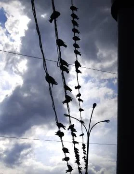 Birds on a cable Stock Photos