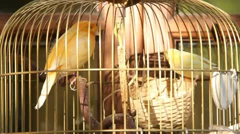 Birds in cage Video stock 11805974