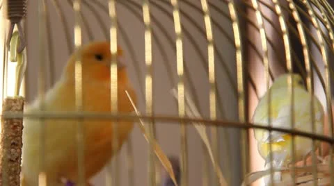 Birds in Cage Video stock 11805991