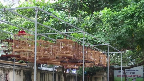 The birds in the cage Stock Footage 72967972