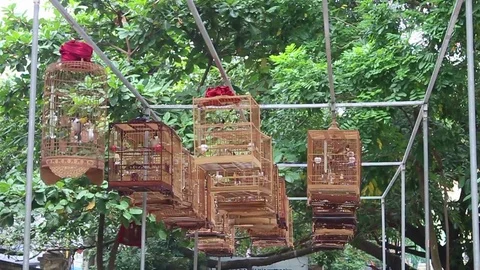 The birds in the cage Stock Footage 72968014