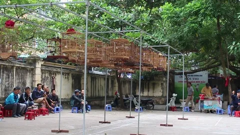 The birds in the cage Stock Footage 72968657