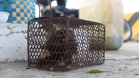 Birds in a cage Video stock 91159709