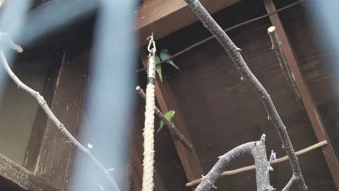 Birds in a cage Stock Footage 169539487