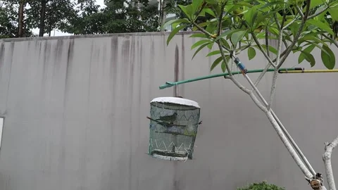 Birds in cage hanging on a tree Stock Footage 170354394