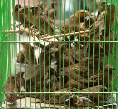 Birds in a cage Stock Photos