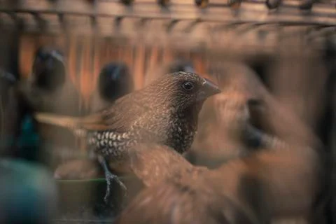 Birds in a cage Stock Photos