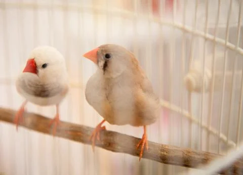 Birds in a cage Stock Photos