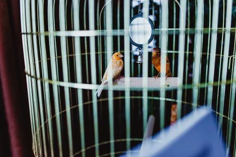 Birds in a cage	 Stock Photos