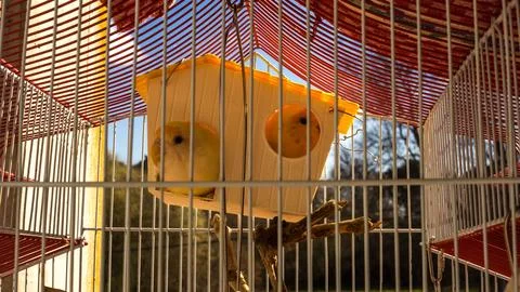 Birds in a cage Stock Photos