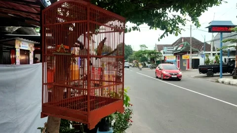 Birds in cages chirping Stock Footage 232221735