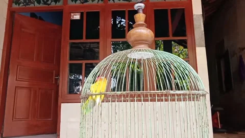 Birds in cages in front of the house Stock Footage 295480727