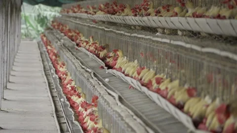 Birds in Cages - A Look Inside the Egg Production Industry Stock Footage 324034637