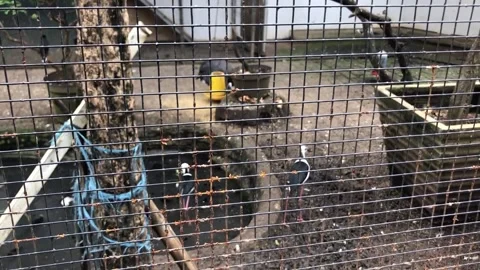 Birds in cages made of iron wire ram Stock Footage 309843665