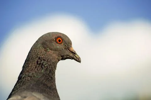 Birds of a camera on a cloudy evening sky. Stock Photos