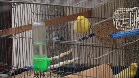 Birds canary in the cage Stock Footage 296966441