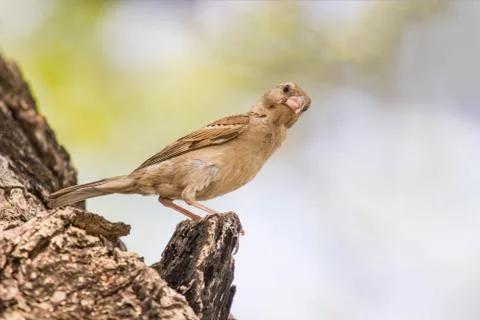Birds caught on the branches of trees, It looked at the camera with suspicion Stockfoto's