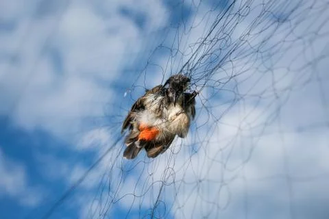 Birds caught in the net Foto stock