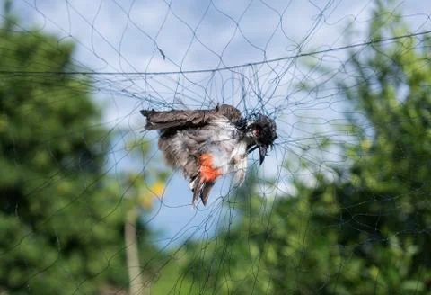 Birds caught in the net Stock-Fotos