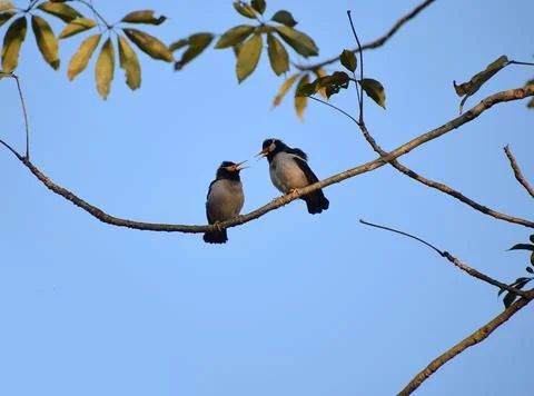 Birds chatting 스톡 사진