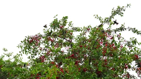 Birds on a cherry tree are eating cherries. Stock Footage 160006486